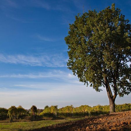 Le Stanze Di Bacco Villa Monteveglio Eksteriør bilde